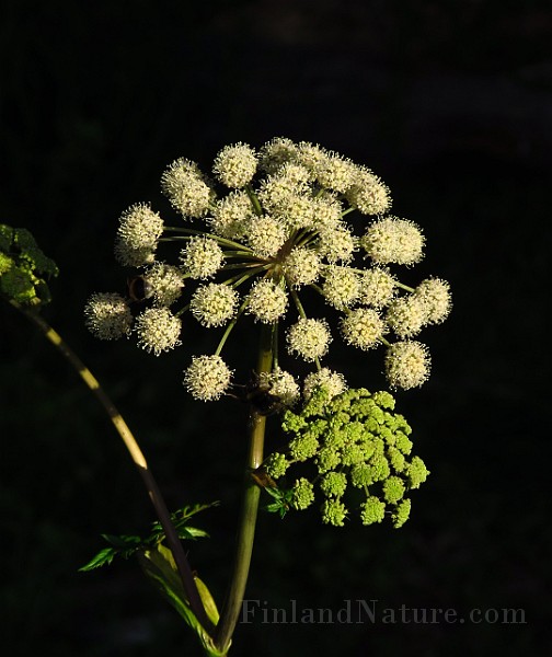 IMG_2672.JPG