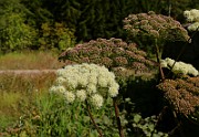 IMG_6224b