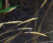 IMG_6685b