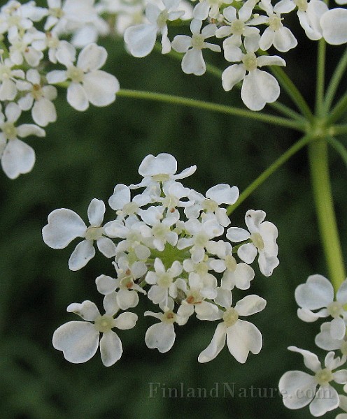 Anthriscus_silvestris2.jpg