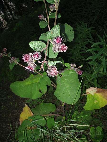 IMG_3812.jpg