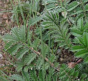 IMG_6781