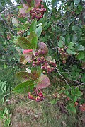 IMG_7101
