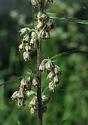 IMG_7434