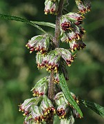 IMG_7438