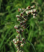 IMG_7439