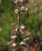 IMG_9226