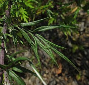 IMG_9227