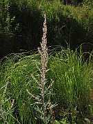 IMG_9231