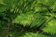 IMG_6366