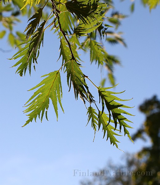 IMG_7024.JPG