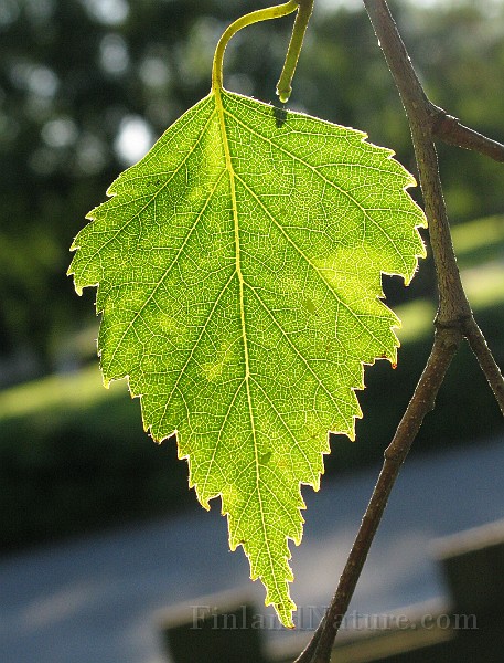 IMG_7258.jpg