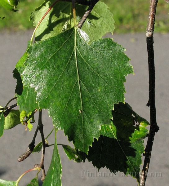 IMG_7260.jpg