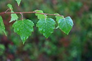 IMG_7125