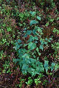 IMG_7135