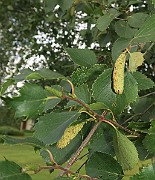 IMG_7233