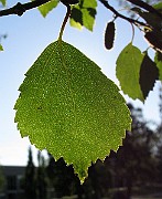 IMG_7265