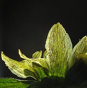 IMG_4424