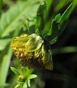 IMG_4441