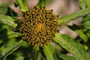 IMG_5788s