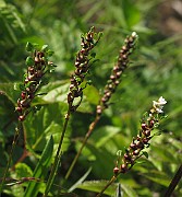 IMG_6968