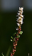 IMG_9826