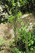 IMG_2478