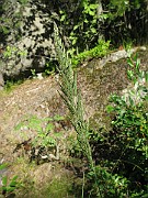 IMG_2480