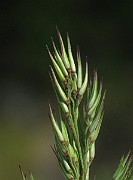 IMG_2481