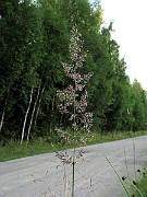 IMG_5305