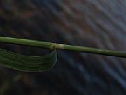 IMG_8232