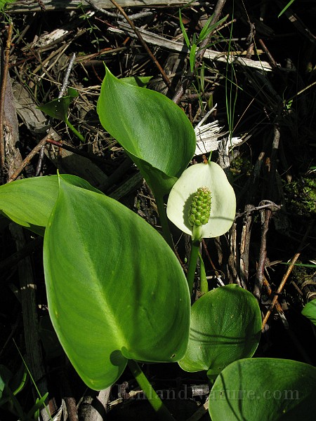 IMG_4134.jpg