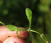 IMG_9158
