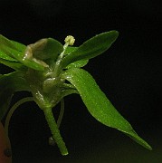 IMG_4101