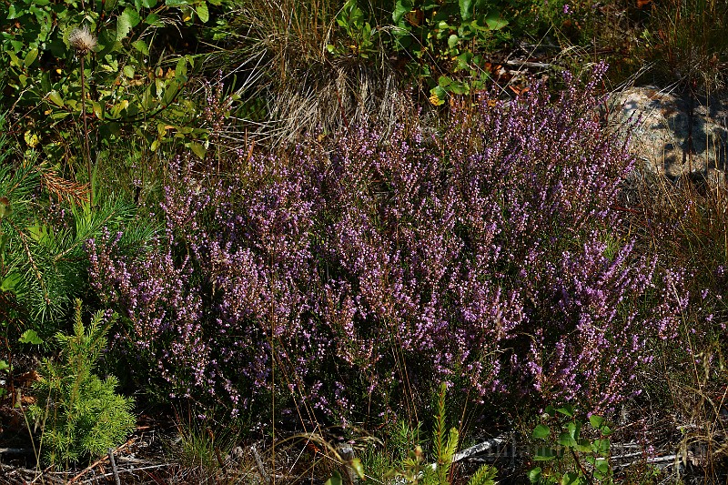 IMG_6593.JPG