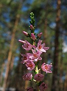IMG_3454