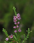 IMG_9291