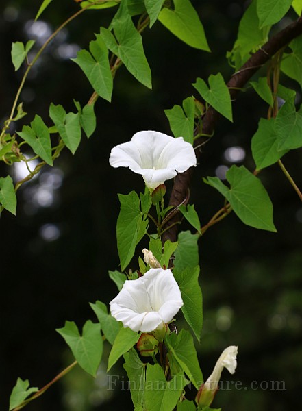 IMG_6747.JPG
