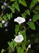 IMG_6747