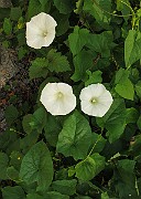 IMG_7086