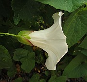 IMG_7087