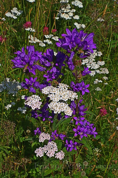 IMG_0194.JPG