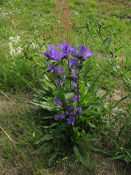 IMG_4423.jpg