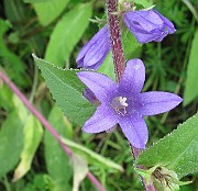 IMG_2937