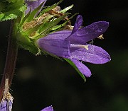 IMG_2940