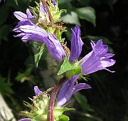 IMG_2943b