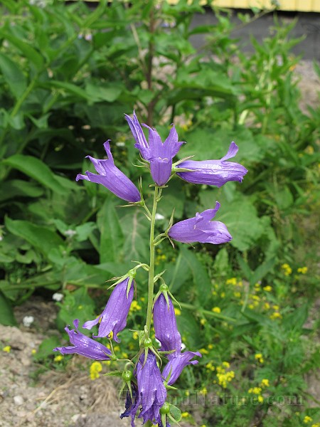 IMG_7204.JPG