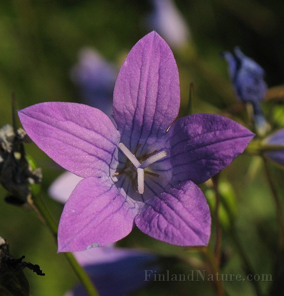 Campanula_patula2.jpg