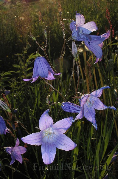 Campanula_patula4.jpg