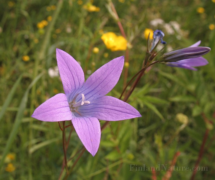 Campanula_patula8.jpg